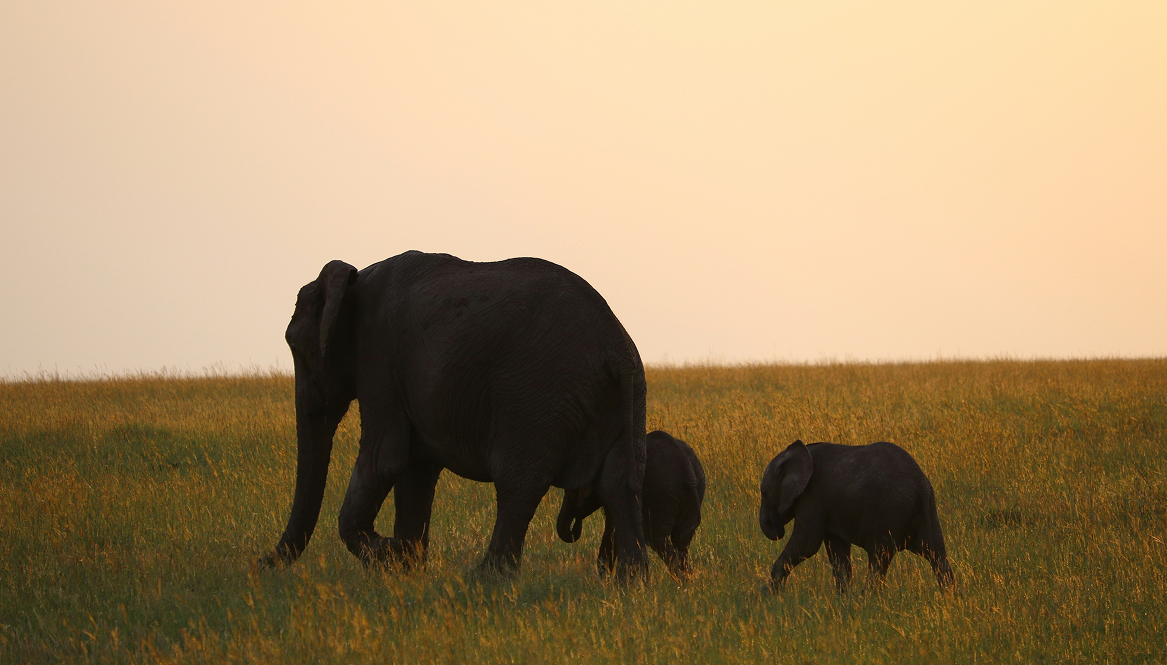 Guided by the Herd